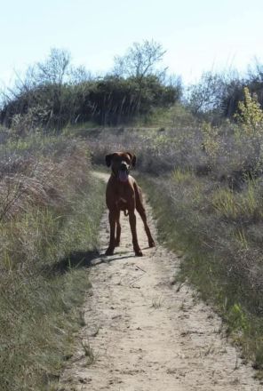 Rhodesian Ridgeback Deckrüde ridgefest