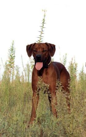 Rhodesian Ridgeback Deckrüde ridgefest