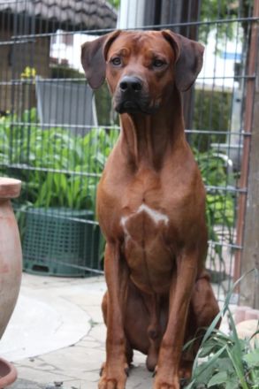 Rhodesian Ridgeback Deckrüde ridgefest