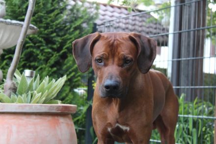 Rhodesian Ridgeback Deckrüde ridgefest