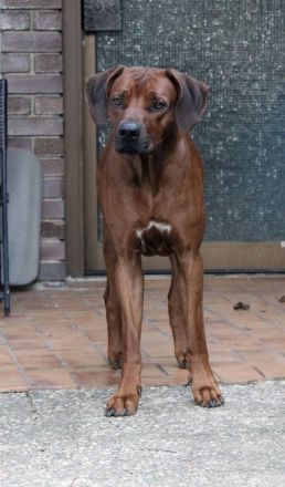 Rhodesian Ridgeback Deckrüde ridgefest