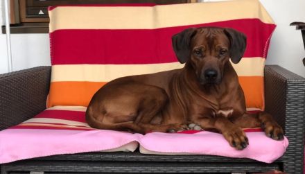 Rhodesian Ridgeback Deckrüde ridgefest