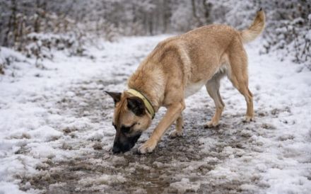 Creo wünscht sich ein Leben an deiner Seite