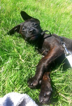 Balu sucht dringend ein neues zuhause