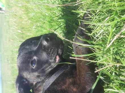 Balu sucht dringend ein neues zuhause