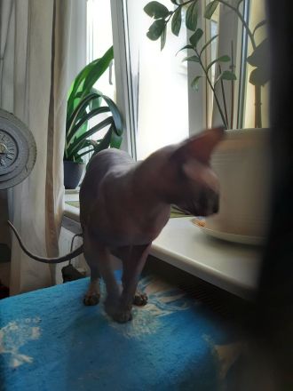 Deckkater Sucht Partnerin