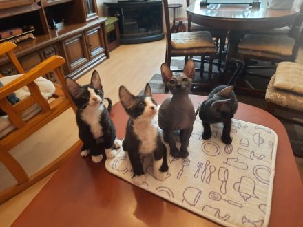 Deckkater Sucht Partnerin