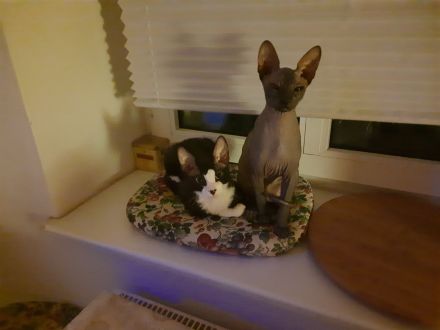 Deckkater Sucht Partnerin