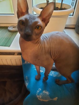 Deckkater Sucht Partnerin