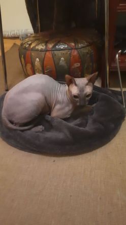 Deckkater Sucht Partnerin