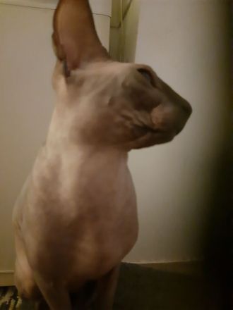 Deckkater Sucht Partnerin