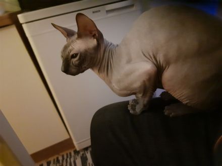 Deckkater Sucht Partnerin