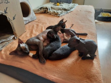 Deckkater Sucht Partnerin