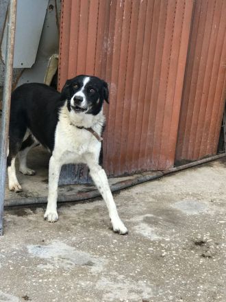 Giorgios - der Unscheinbare