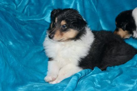 Wunderschöne Collie Welpen aus VDH Zucht