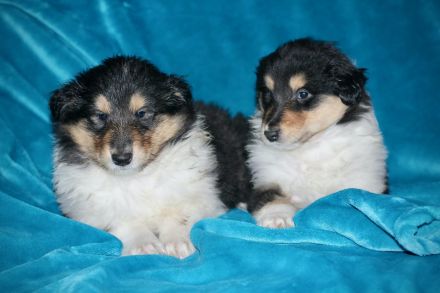 Wunderschöne Collie Welpen aus VDH Zucht