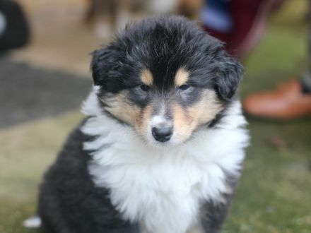 Wunderschöne Collie Welpen aus VDH Zucht