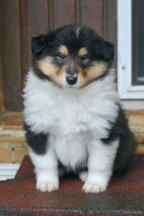 Wunderschöne Collie Welpen aus VDH Zucht