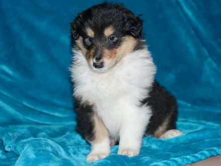 Wunderschöne Collie Welpen aus VDH Zucht