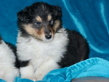 Wunderschöne Collie Welpen aus VDH Zucht