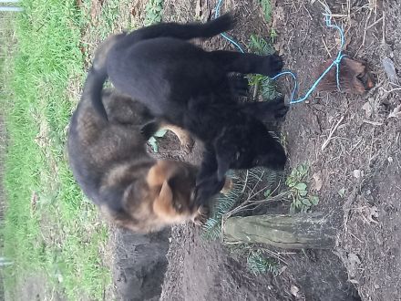 Deutsche Schäferhundwelpen zu verkaufen