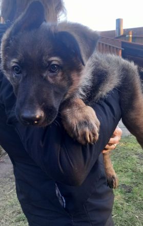 Deutsche Schäferhundwelpen zu verkaufen