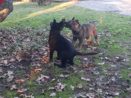 Deutsche Schäferhundwelpen zu verkaufen