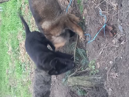 Deutsche Schäferhundwelpen zu verkaufen