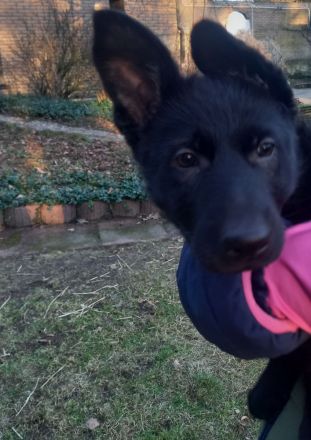 Deutsche Schäferhundwelpen zu verkaufen