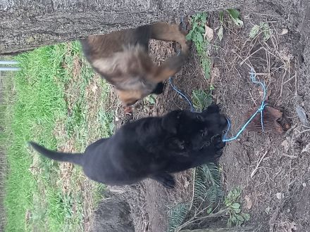 Deutsche Schäferhundwelpen zu verkaufen