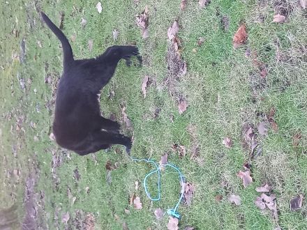 Deutsche Schäferhundwelpen zu verkaufen