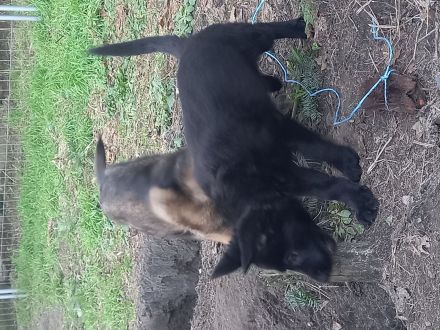 Deutsche Schäferhundwelpen zu verkaufen