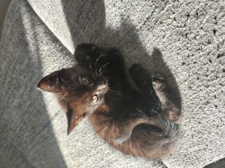 Katzenbabys zu verkaufen