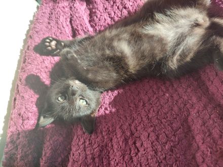 Katzenbabys zu verkaufen