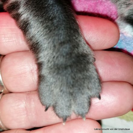 Typvolle Labradorwelpen in silber und charcoal m.P.