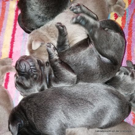 Typvolle Labradorwelpen in silber und charcoal m.P.