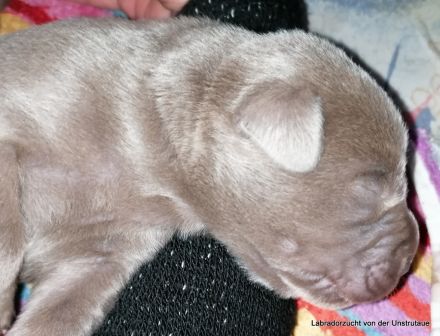 Typvolle Labradorwelpen in silber und charcoal m.P.