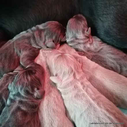 Typvolle Labradorwelpen in silber und charcoal m.P.