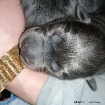 Typvolle Labradorwelpen in silber und charcoal m.P.