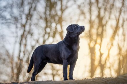 Typvolle Labradorwelpen in silber und charcoal m.P.