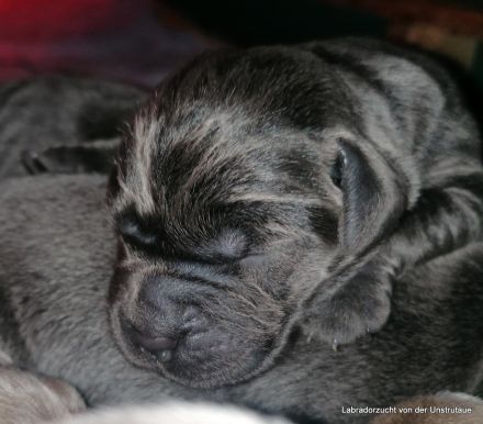 Typvolle Labradorwelpen in silber und charcoal m.P.