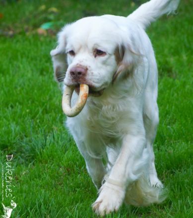 Clumber Spaniel ( FCI-Papiere)