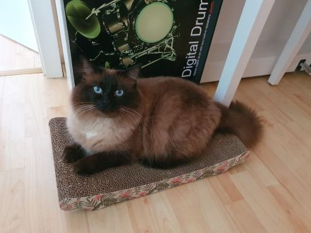 Wunderschöne junge Katzen (Heilige Birma / Ragdoll )