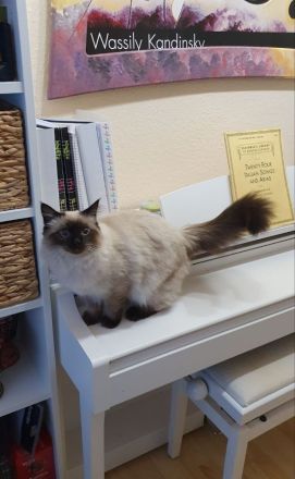 Wunderschöne junge Katzen (Heilige Birma / Ragdoll )