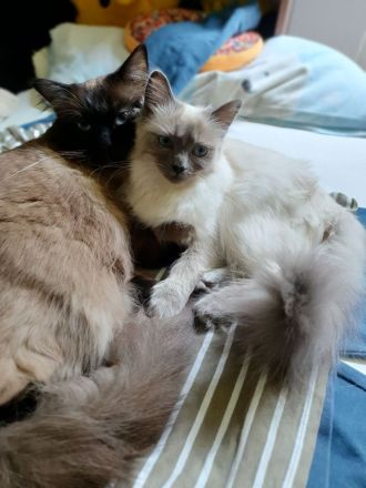 Wunderschöne junge Katzen (Heilige Birma / Ragdoll )