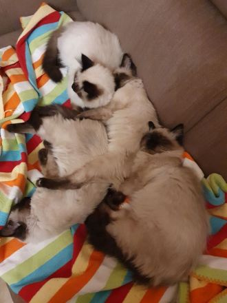 Wunderschöne junge Katzen (Heilige Birma / Ragdoll )
