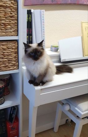 Wunderschöne junge Katzen (Heilige Birma / Ragdoll )