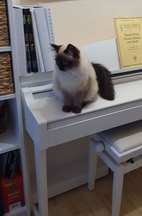 Wunderschöne junge Katzen (Heilige Birma / Ragdoll )