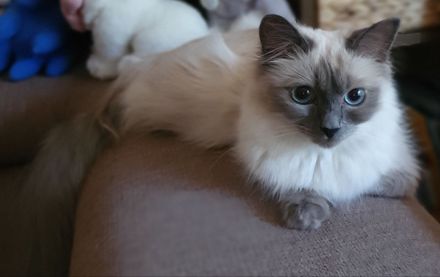 Wunderschöne junge Katzen (Heilige Birma / Ragdoll )