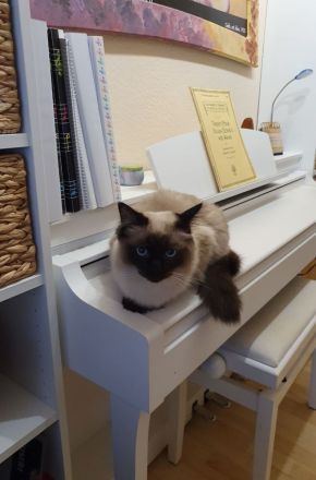 Wunderschöne junge Katzen (Heilige Birma / Ragdoll )